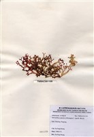 藏品(雞冠菜)的圖片